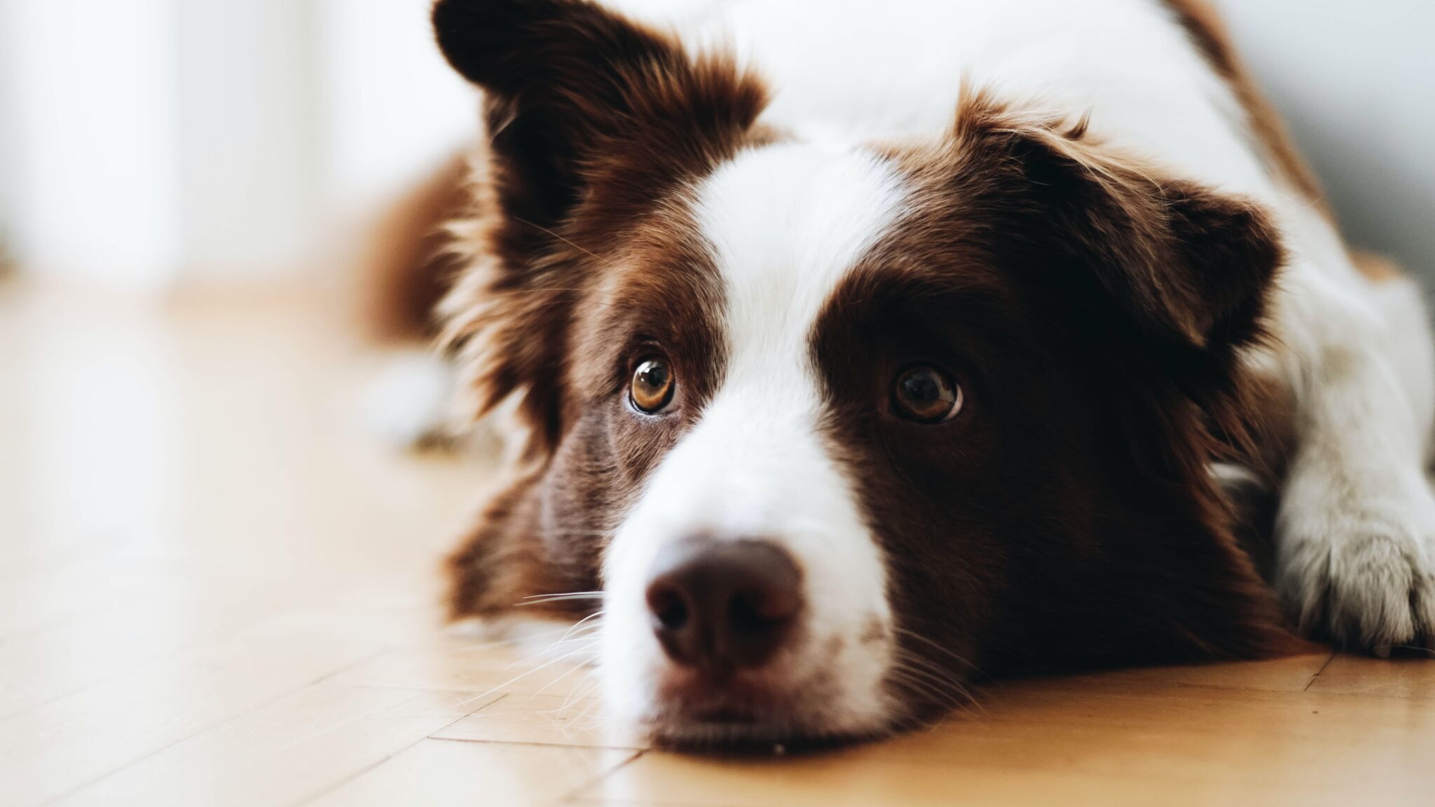 Ocane Ha Un Cane Di Chi è Il Cane