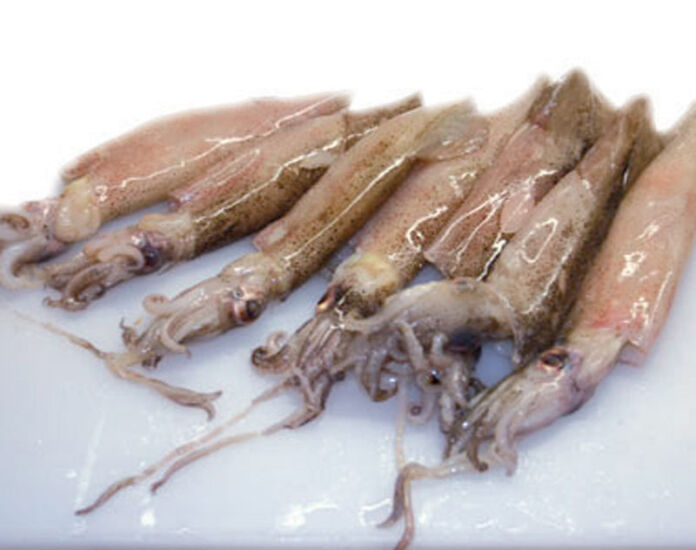calamari congelati