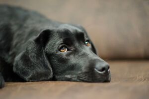 Meningoencefalite nei cani: cos’è, sintomi, cause e cura