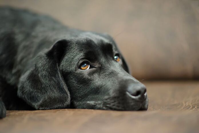 cane