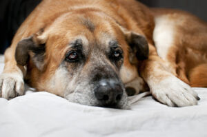 Sindrome vestibolare nei cani: cos’è, sintomi, cause e cura
