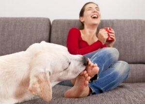 Perché i cani leccano i piedi? E perché leccano le proprie zampe?