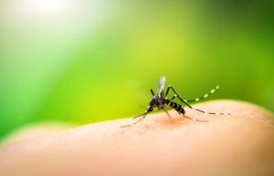 Covid-19 e febbre dengue, importante scoperta sugli anticorpi e l’immunità