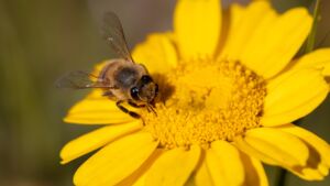 Dal veleno delle api una cura contro il tumore al seno