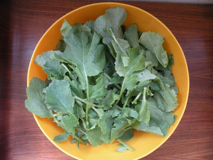 foglie di ravanello