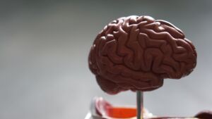 A un cervello grande corrisponde un’intelligenza superiore?