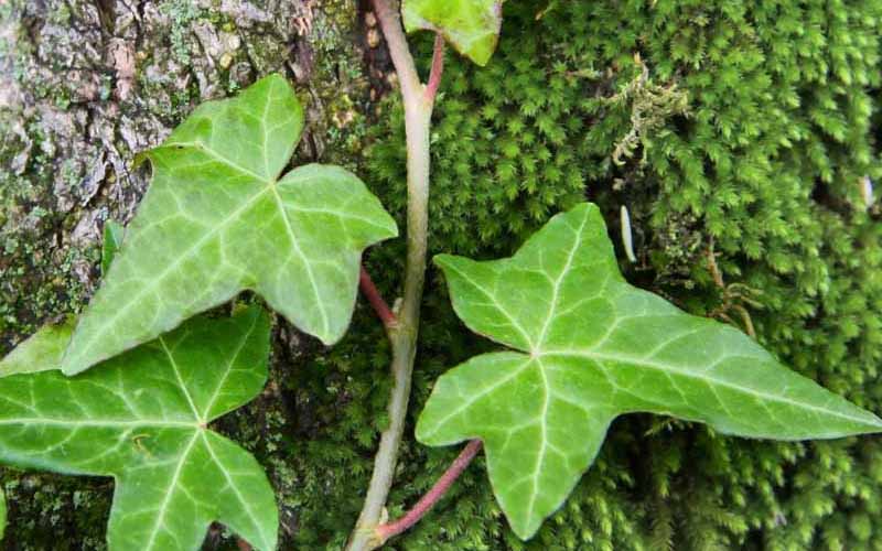 Edera velenosa: sintomi della reazione allergica e cosa fare