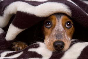 Come proteggere i cani dai botti di Capodanno?