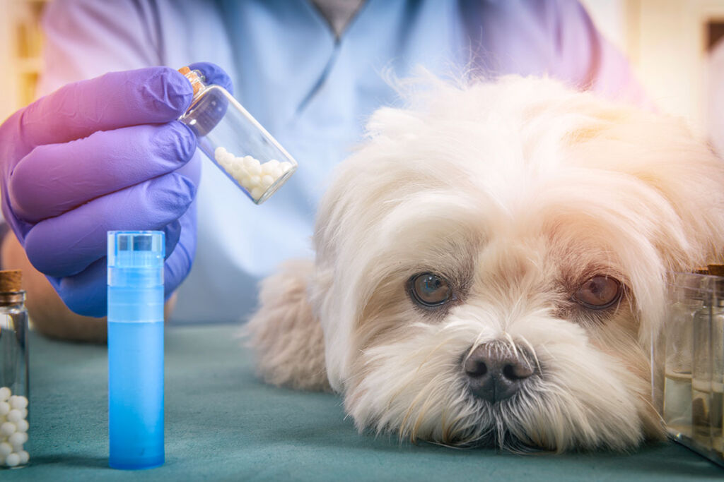 Farmaci equivalenti a uso umano, sì all’uso per gli animali domestici