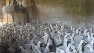 Francia, 600mila anatre da abbattere per contenere l’influenza aviaria
