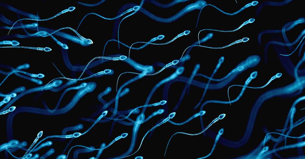 Covid-19 può degradare la qualità dello sperma