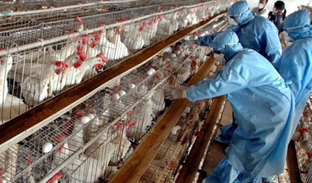 Influenza aviaria umana, cos’è, cause, sintomi e trattamento