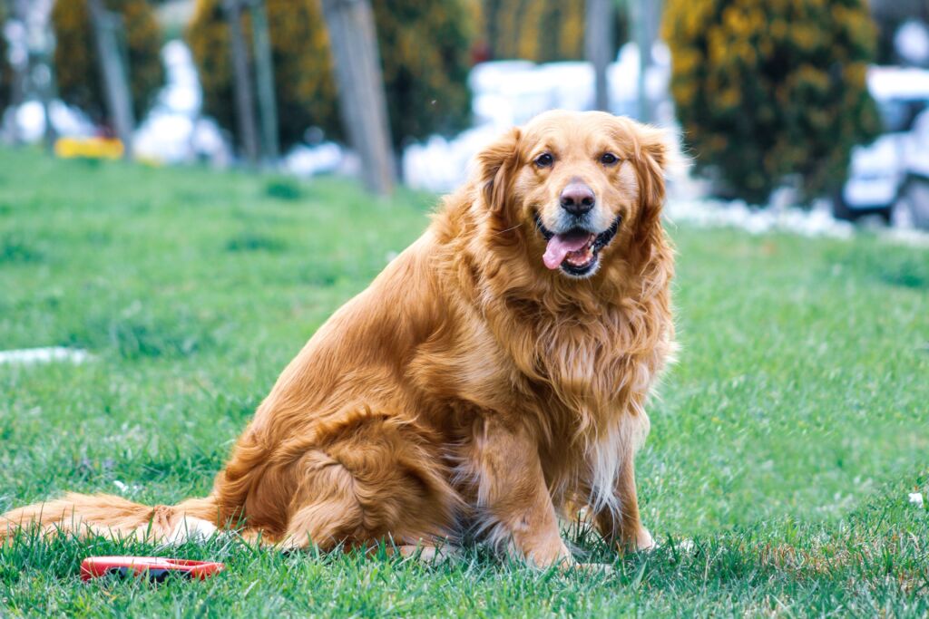 Come capire quando il cane ha la febbre?