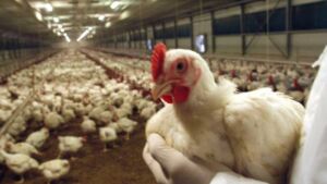 Virus dell’influenza aviaria, scoperti 7 casi in Russia