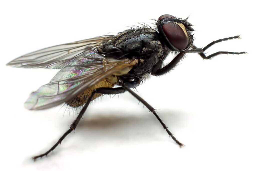 Perché è pericoloso il vomito di una mosca?
