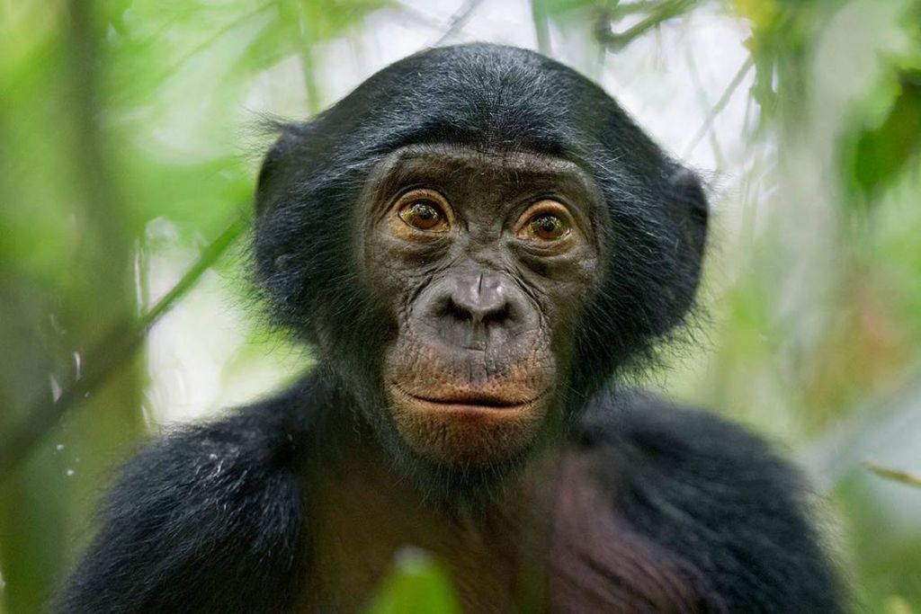 Covid-19, a 9 scimmie di uno zoo un vaccino sperimentale