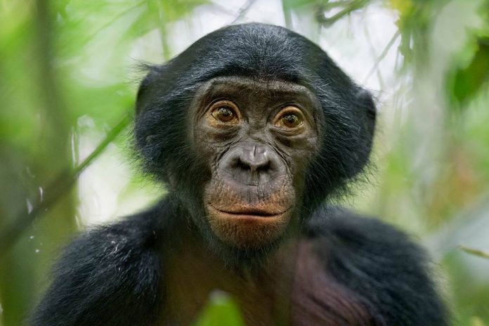 bonobo