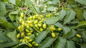 A cosa serve l’olio di neem? Le proprietà benefiche (non solo per il corpo)