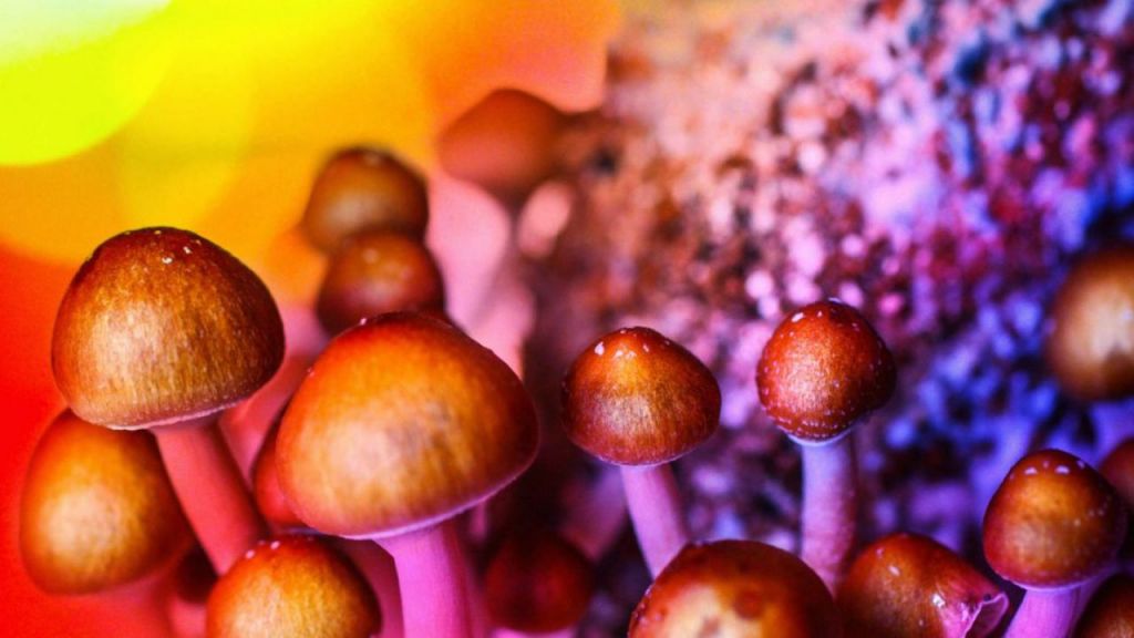 Caso bizzarro, funghi allucinogeni crescono nelle vene di un paziente