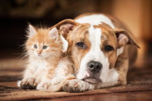 Fido e micio ci aiutano a restare in salute