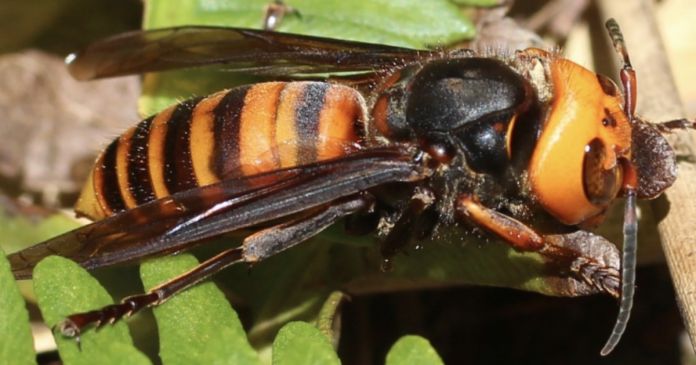 vespa asiatica