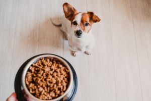 Come capire quali sono le crocchette migliori per i cani