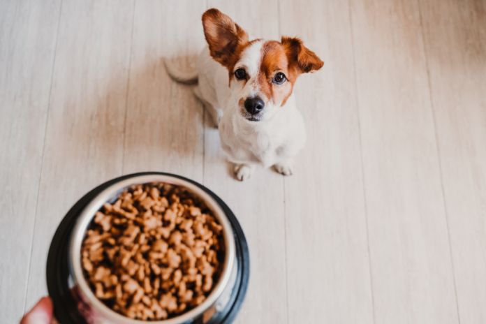 Cute,Small,Jack,Russell,Dog,At,Home,Waiting,To,Eat