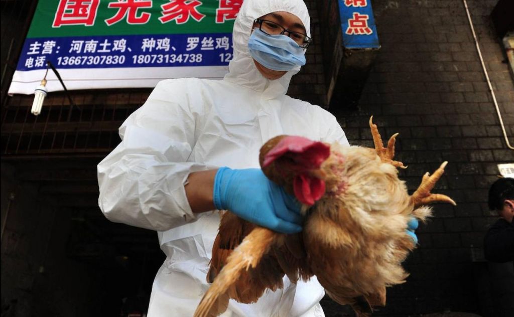 Influenza aviaria H10N3, in Cina il primo caso negli esseri umani