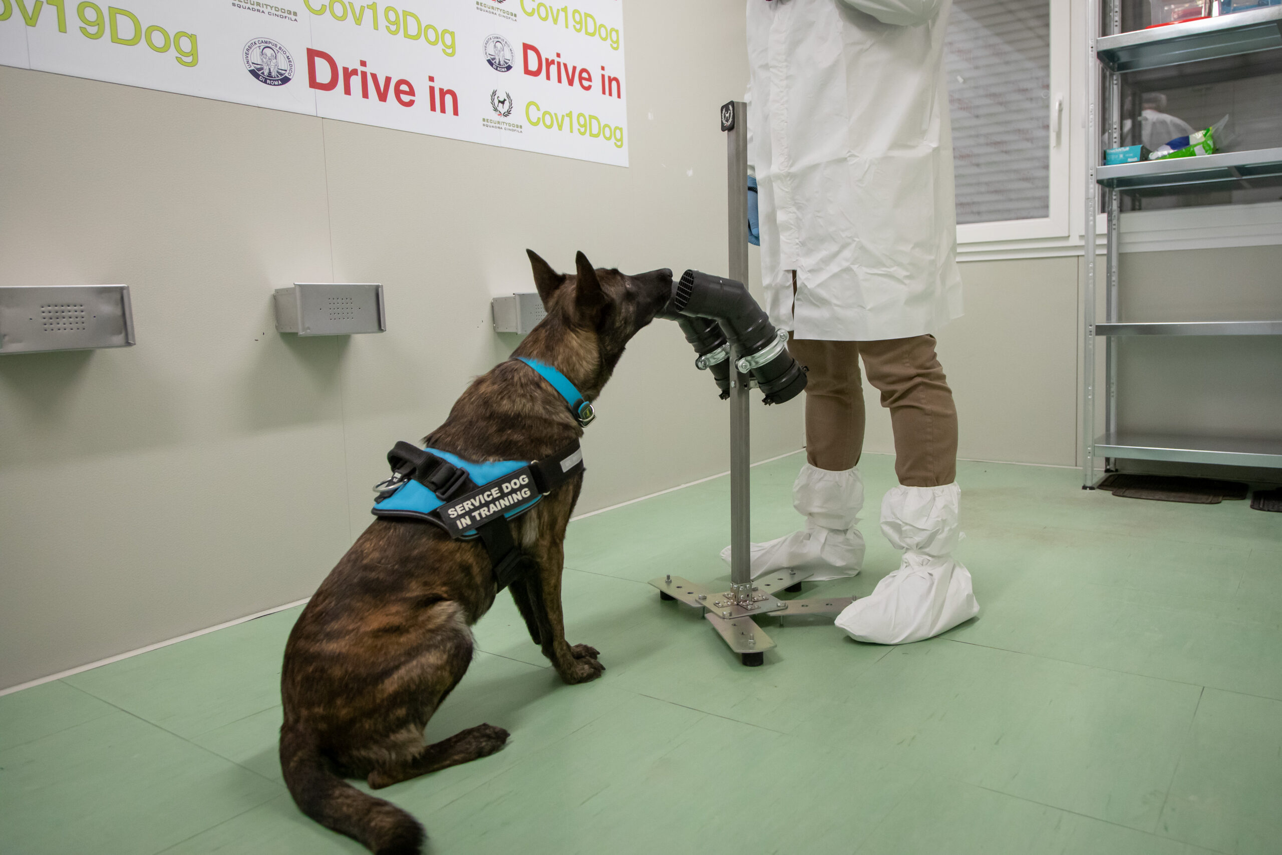 Covid: Primo Cane Positivo In Italia - 13