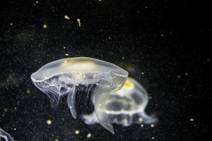 Cosa bisogna fare se ti punge una medusa?