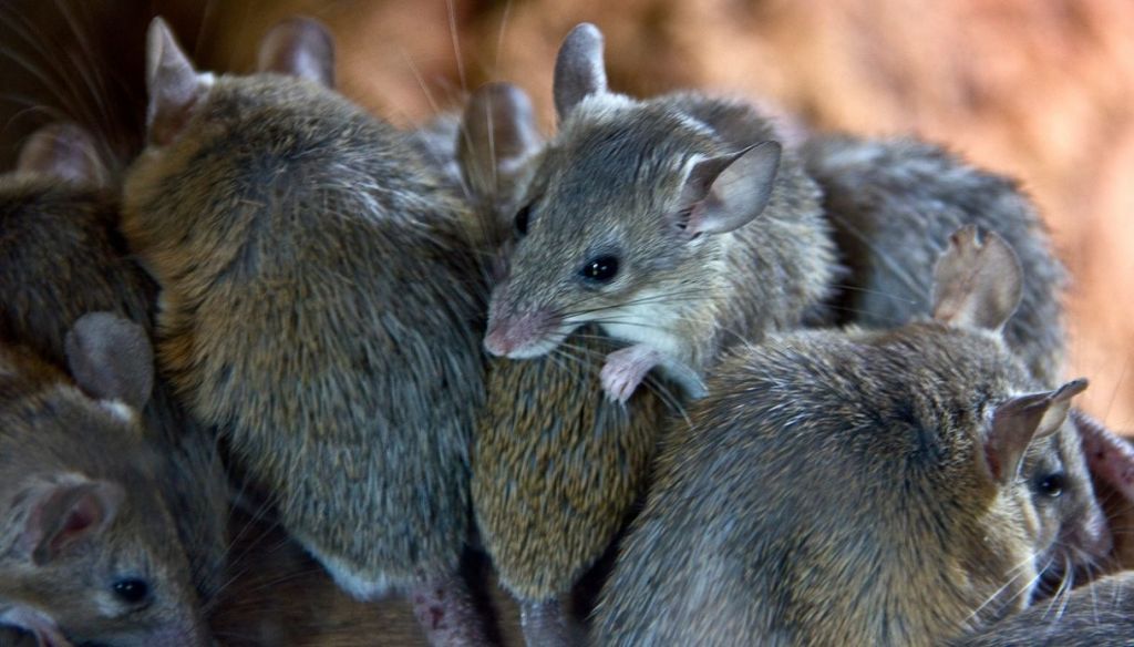 Febbre da topo, infezione da hantavirus, cos’è?