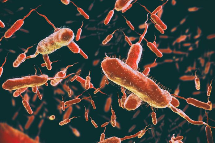 Vibrio cholerae, Gram-negative bacteria. 3D illustration of bact