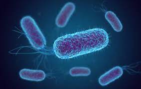 Escherichia Coli, cos’è? cause, trasmissione, sintomi e trattamento