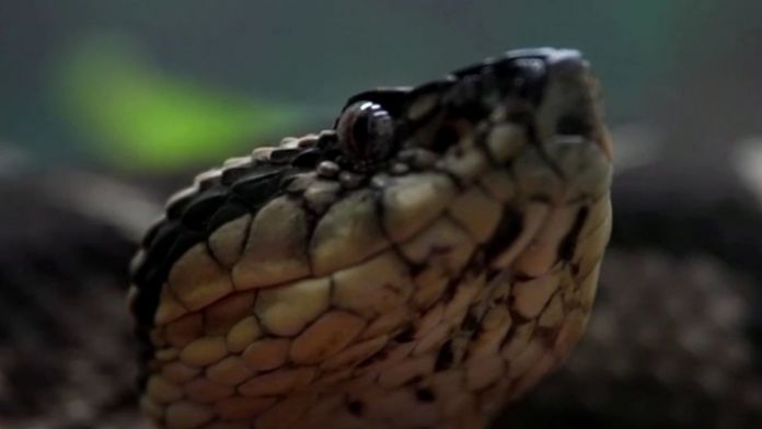 vipera brasiliana