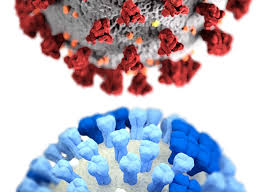 Ammalarsi di influenza e Covid-19 “raddoppia la probabilità di morte”