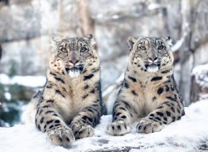 Il Covid-19 ha ucciso anche tre leopardi delle nevi