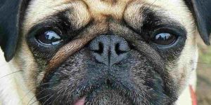 Labbro leporino nel cane, cos’è, i rischi e come si può curare