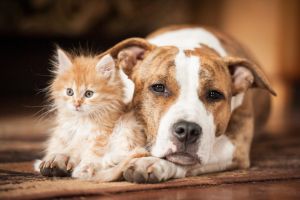 Come favorire la convivenza tra cane e gatto? Consigli utili