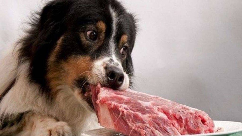 I cani possono mangiare la carne cruda?