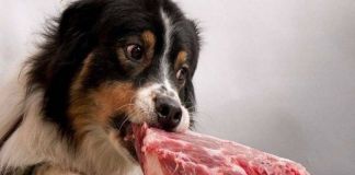 I cani possono mangiare la carne cruda?