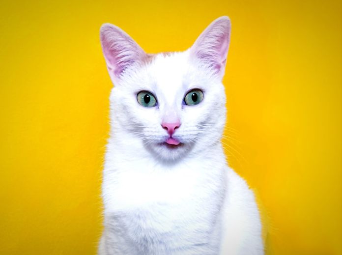 gatto lingua fuori