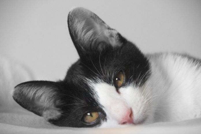 infezione orecchie gatto