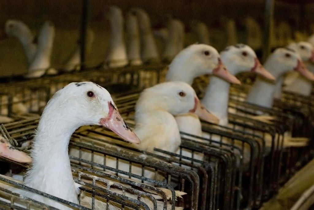 Il fois gras, così vengono torturate le oche