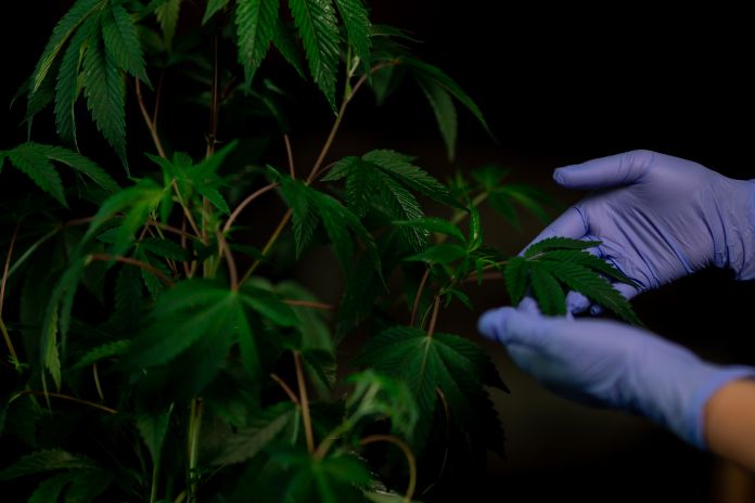 coltivare cannabis