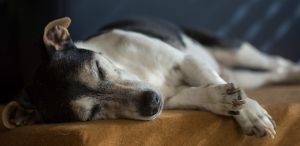 Le malattie più comuni nei cani: sintomi e cure