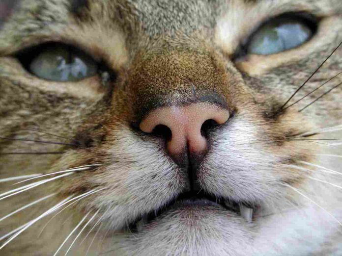 uveite gatto