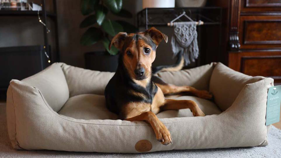 Come scegliere la cuccia perfetta per il tuo cane