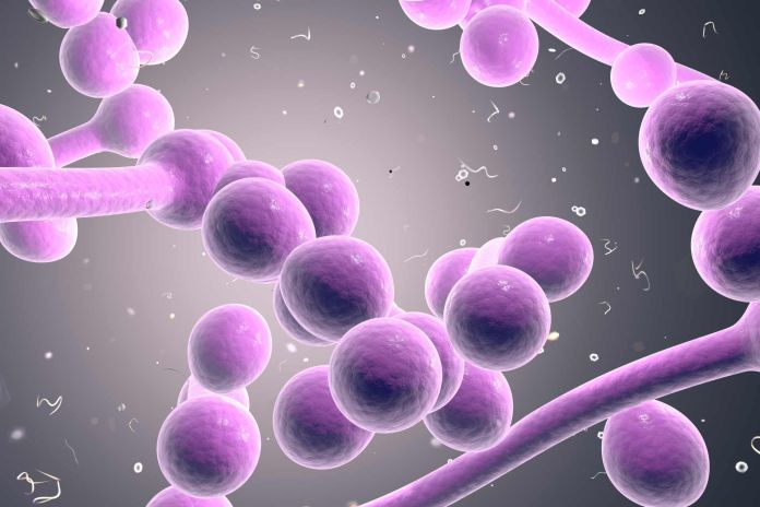 candida