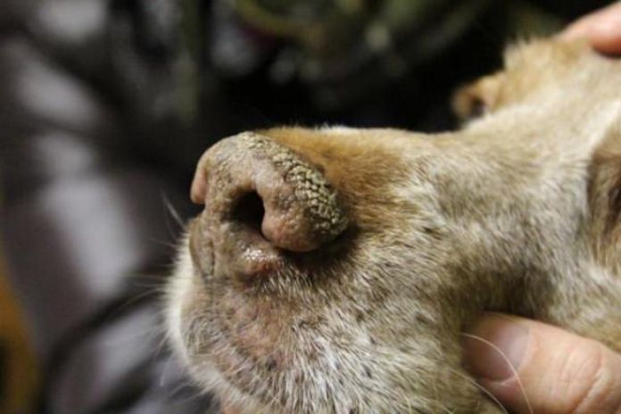 cimurro cani Cimurro nei cani domestici.