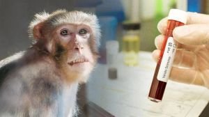 Vaiolo delle scimmie, OMS: “Europa è epicentro dell’epidemia”